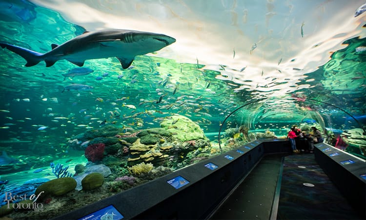 آشنایی با جاذبه های گردشگری تورنتو کانادا