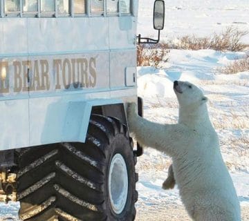 پایتخت خرس قطبی کانادا (شهر چرچیل )