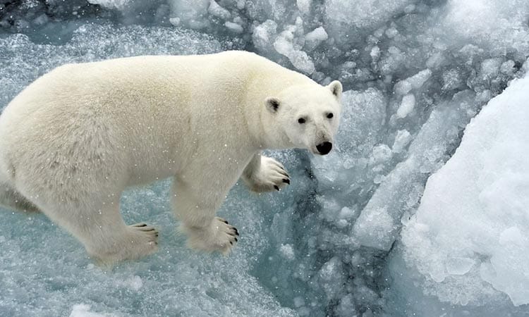 پایتخت خرس قطبی کانادا (شهر چرچیل )