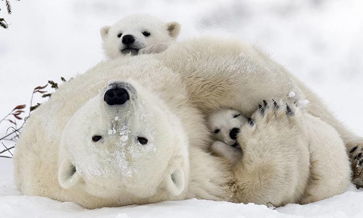 پایتخت خرس قطبی کانادا (شهر چرچیل )