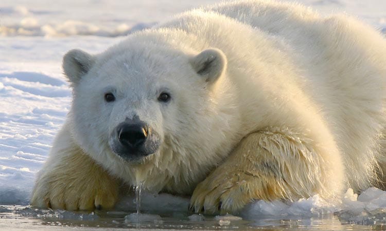 پایتخت خرس قطبی کانادا (شهر چرچیل ) 