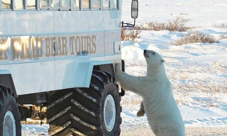 پایتخت خرس قطبی کانادا (شهر چرچیل )