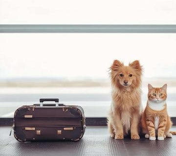 مهاجرت با حیوان خانگی به کانادا