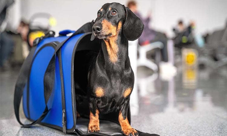 مهاجرت با حیوان خانگی به کانادا